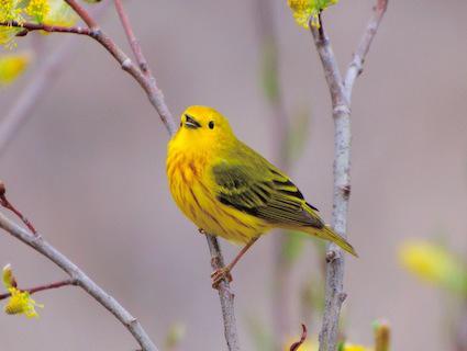 yellow-warbler-04